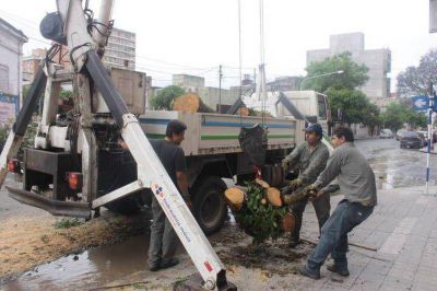 Levantaron en �rboles ca�dos durante la tormenta del lunes 	