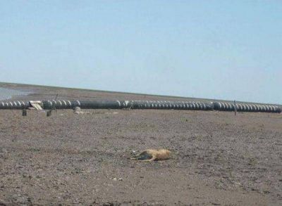 Encontraron un puma sin cabeza en la Isla Bermejo