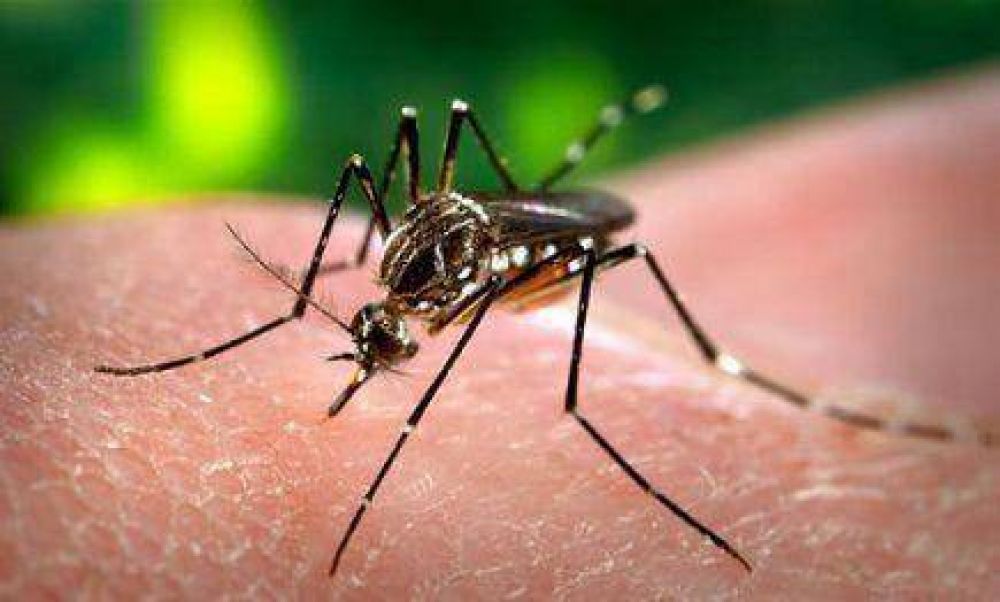Instan a no bajar los brazos en la prevenci�n del dengue