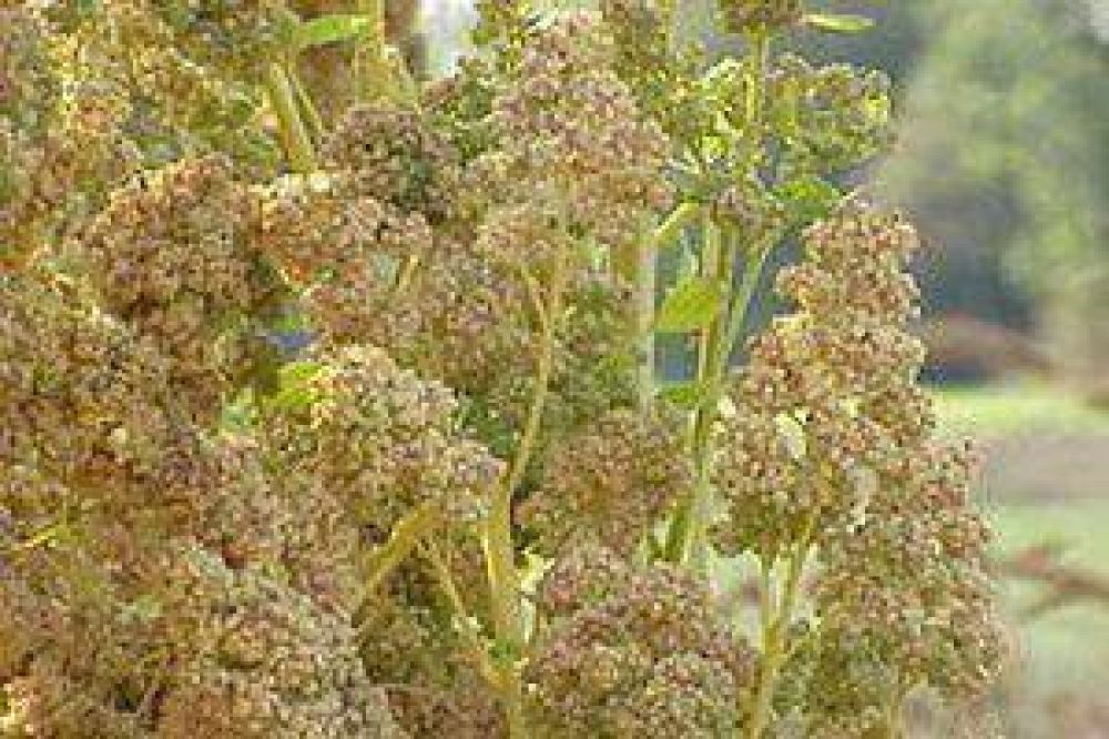 Jujuy desarrolla un sistema mecanizado para la poscosecha de la quinoa