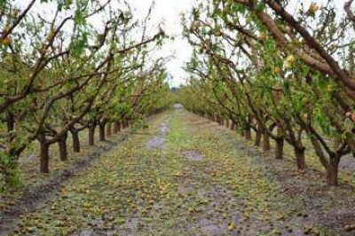 Gestiones por la producci�n frutihort�cola