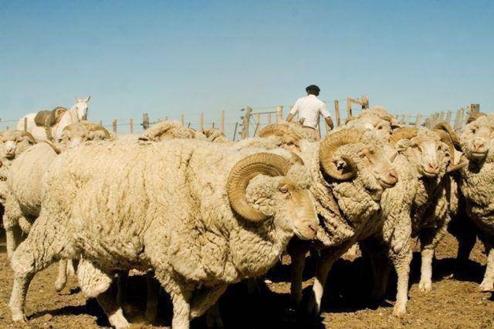 El Senasa convoca a productores ovinos de R�o Negro