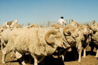 El Senasa convoca a productores ovinos de R�o Negro