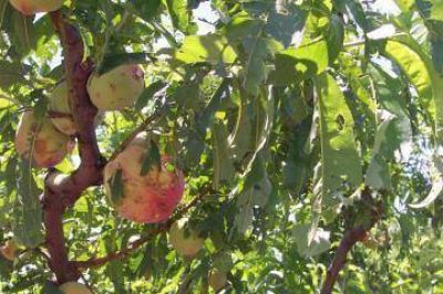 Inta relev� los da�os en la producci�n de la zona de R�o Tala