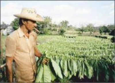 Hoy pagar�n m�s de 18 millones de pesos a tabacaleros