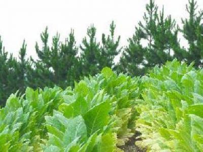 Este viernes pagan a productores tabacaleros