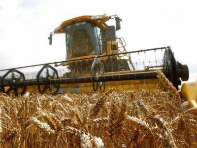 La producci�n de trigo en Entre R�os caer�a casi el 60 por ciento