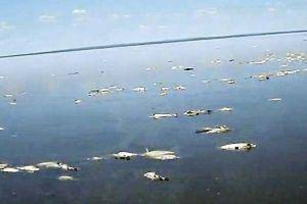 Tras otro vuelco de vinaza, piden clausurar un ingenio y aparecen peces muertos