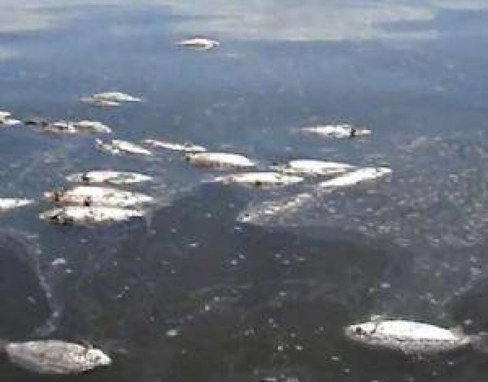 Preocupa la aparici�n de peces muertos