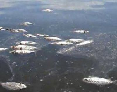 Preocupa la aparici�n de peces muertos