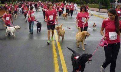A fin de noviembre se realizar� en Mendoza la primera mega-caminata canina del pa�s