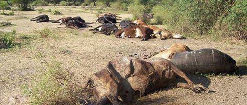 Seg�n la Sociedad Rural est�n en peligro 20 mil vacas por la sequ�a