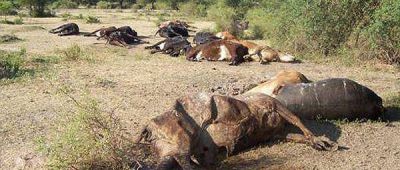 Seg�n la Sociedad Rural est�n en peligro 20 mil vacas por la sequ�a