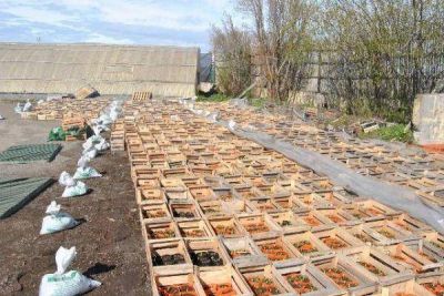 En la segunda quincena de noviembre se prev� el comienzo de la colocaci�n de plantines