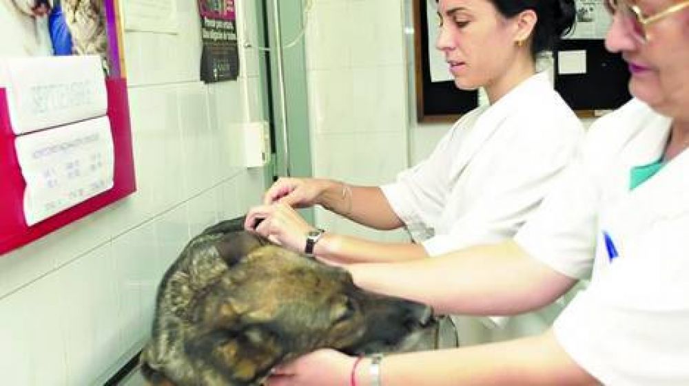 Habr� veterinarias gratuitas en las 15 comunas porte�as