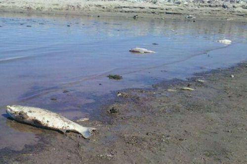 Contin�an las inspecciones tras el hallazgo de peces muertos