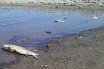 Contin�an las inspecciones tras el hallazgo de peces muertos