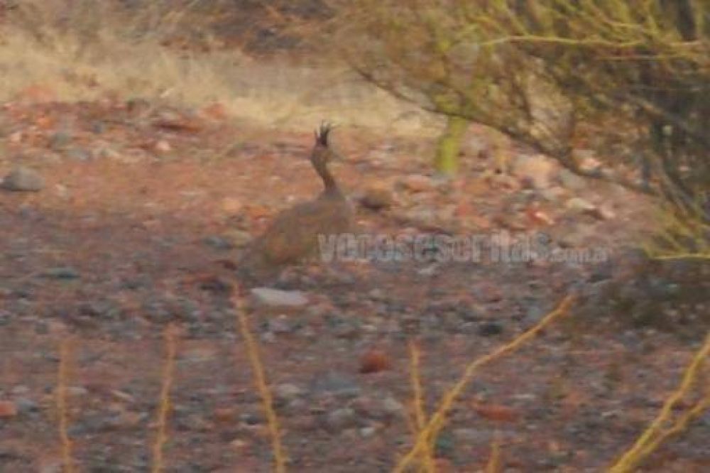 La perd�z copetona en Tinogasta, a�n busca sobrevivir de los cazadores furtivos