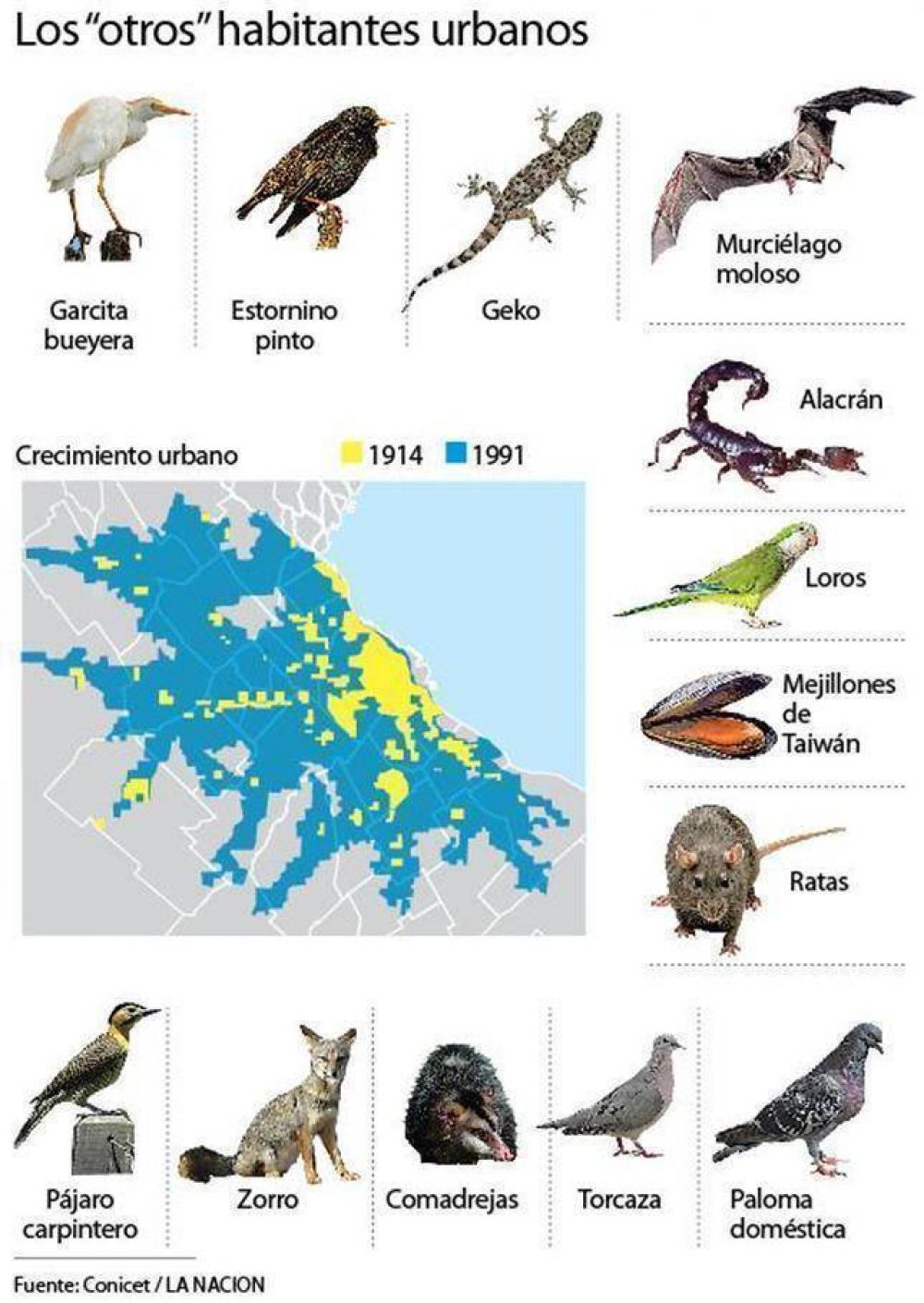Adaptarse o morir: el reto de las especies animales en la gran ciudad