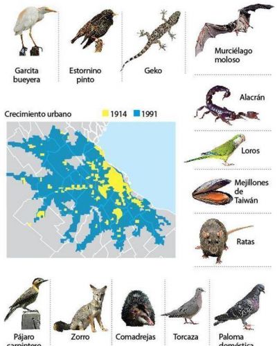 Adaptarse o morir: el reto de las especies animales en la gran ciudad