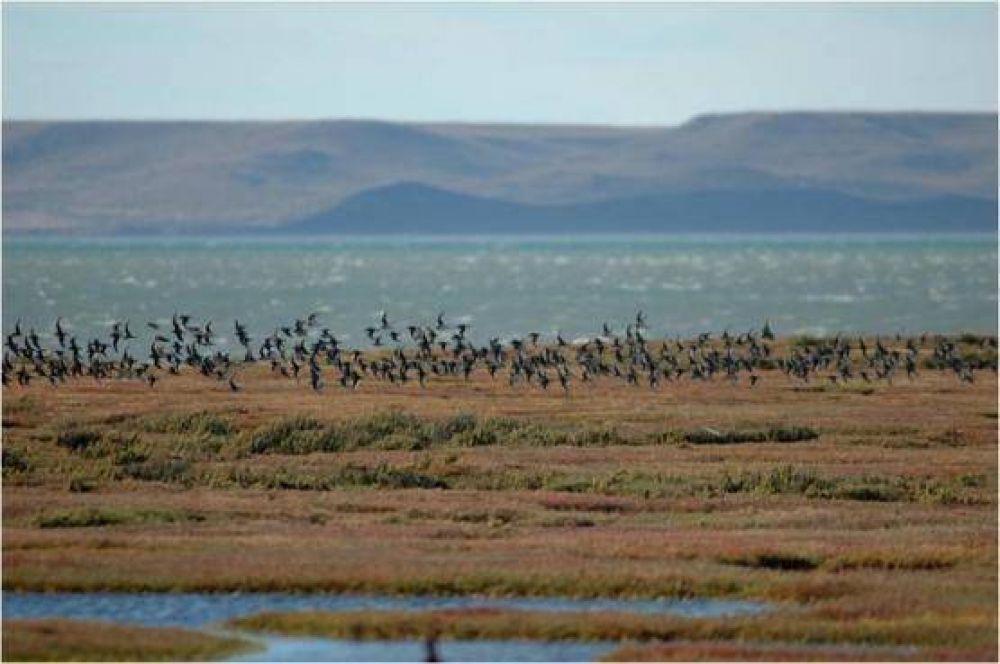 Comienza el primer festival de aves playeras en R�o Gallegos