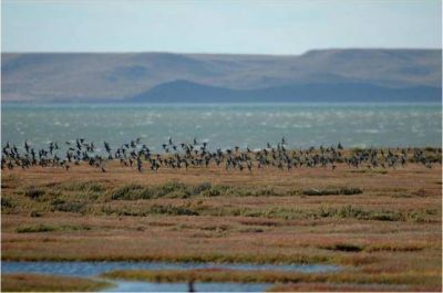 Comienza el primer festival de aves playeras en R�o Gallegos