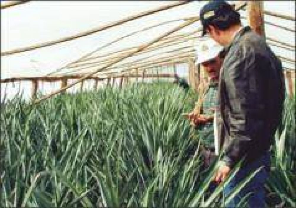 Se afianza la producci�n de anan�, mam�n y palta