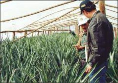 Se afianza la producci�n de anan�, mam�n y palta