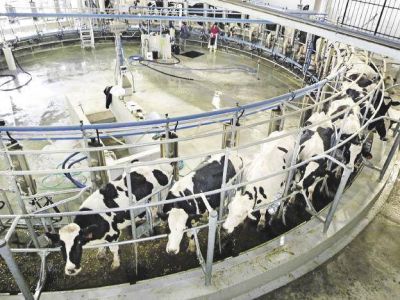 Uruguay: Los tamberos CREA logran ingreso r�cord de US$ 605 por hect�rea