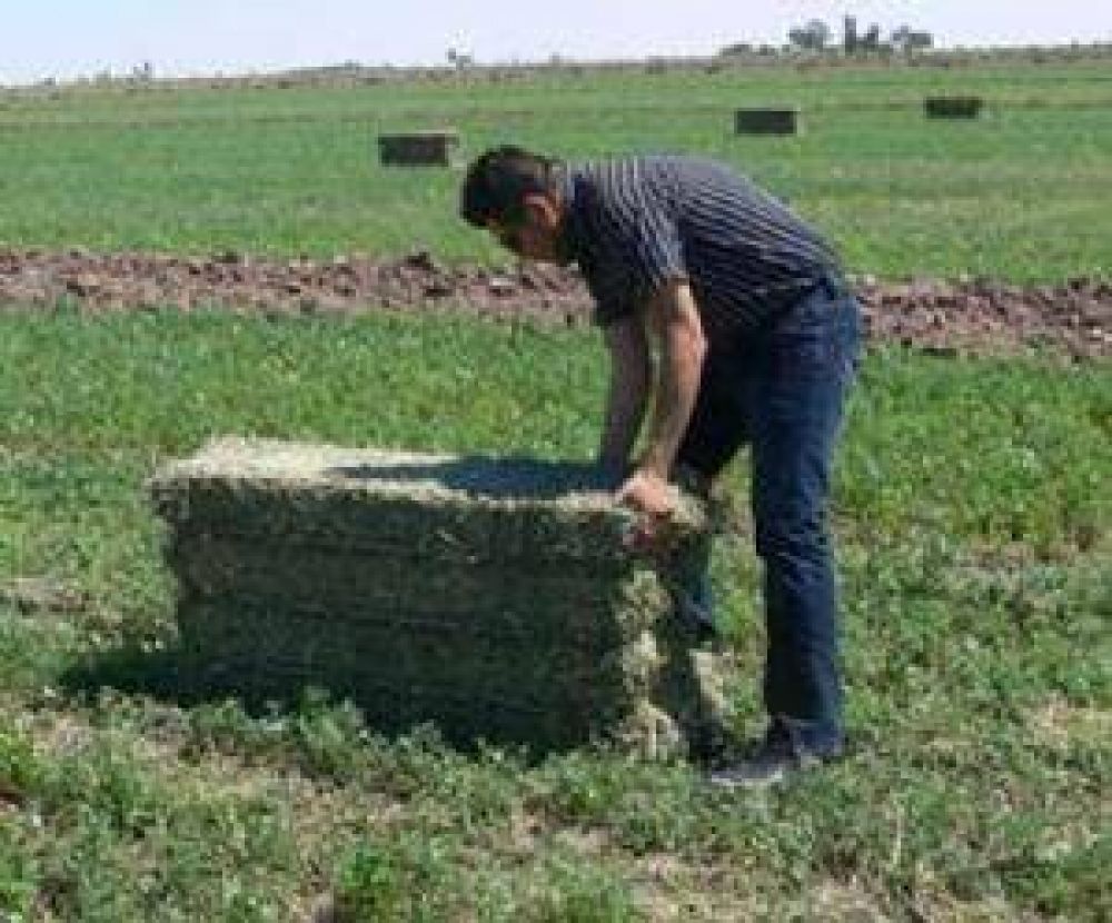 Convocatoria a productores de alfalfa de Los Altos