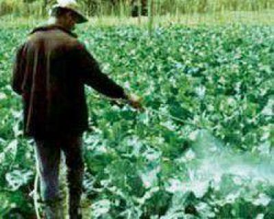 Este a�o no hubo intoxicaciones con plaguicidas agr�colas