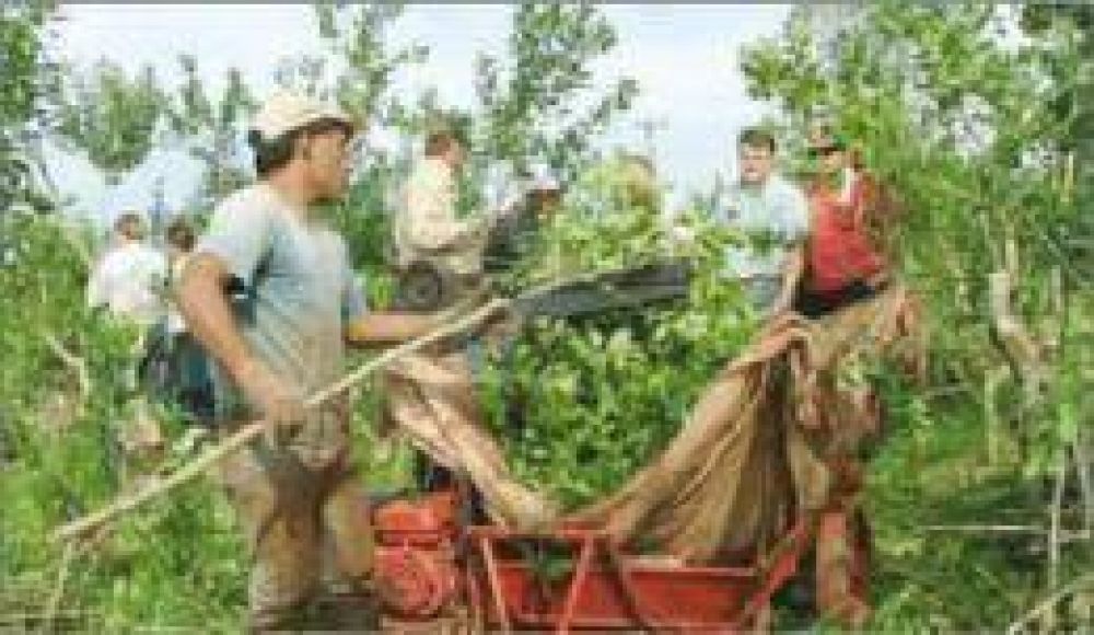 Pretenden apresurar el laudo de la yerba mate canchada