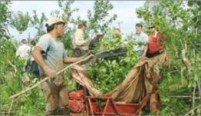 Pretenden apresurar el laudo de la yerba mate canchada