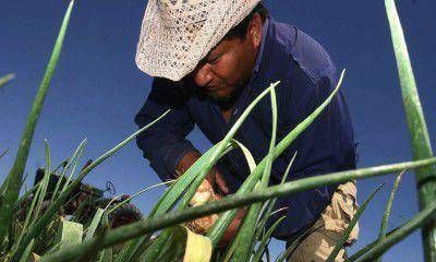 Ejemplo de �finca recuperada�: los Cardozo trabajan y viven de la tierra