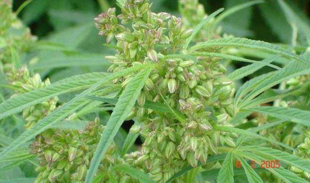 Descubren vivienda donde produc�an marihuana