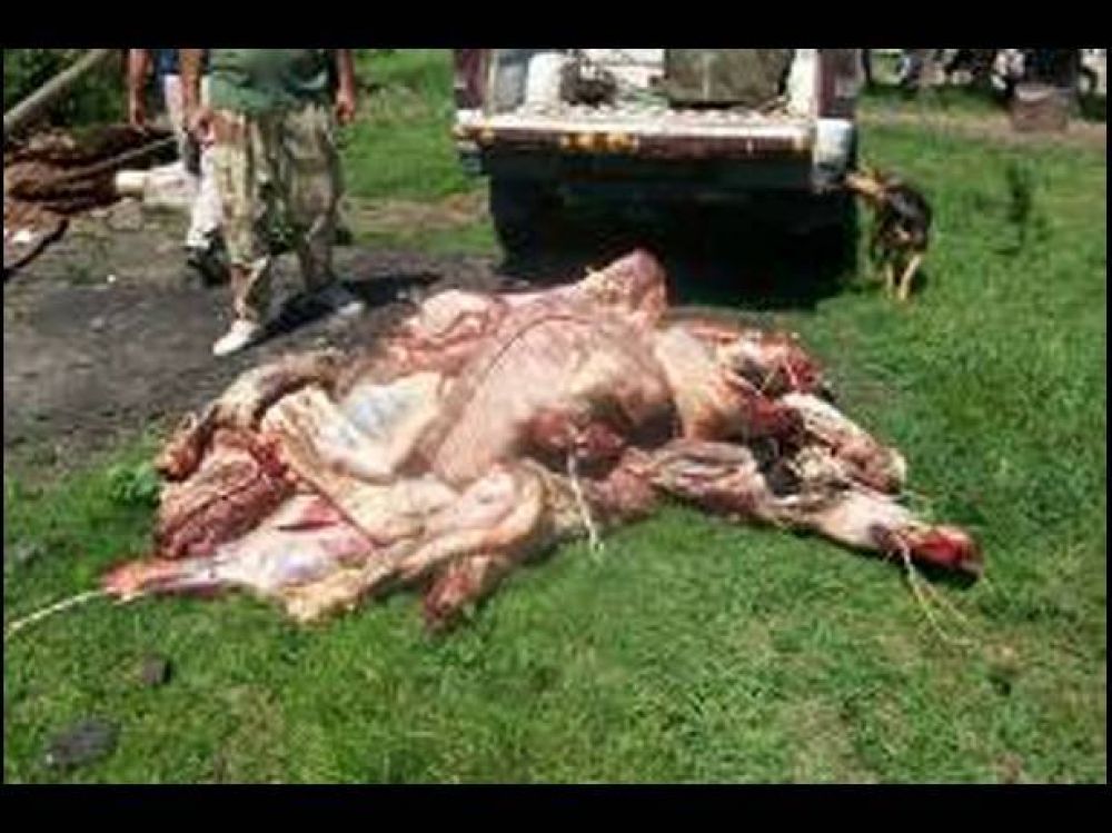 Decomisaron animales silvestres y carne en mal estado en Gualeguaych�