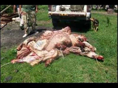 Decomisaron animales silvestres y carne en mal estado en Gualeguaych�