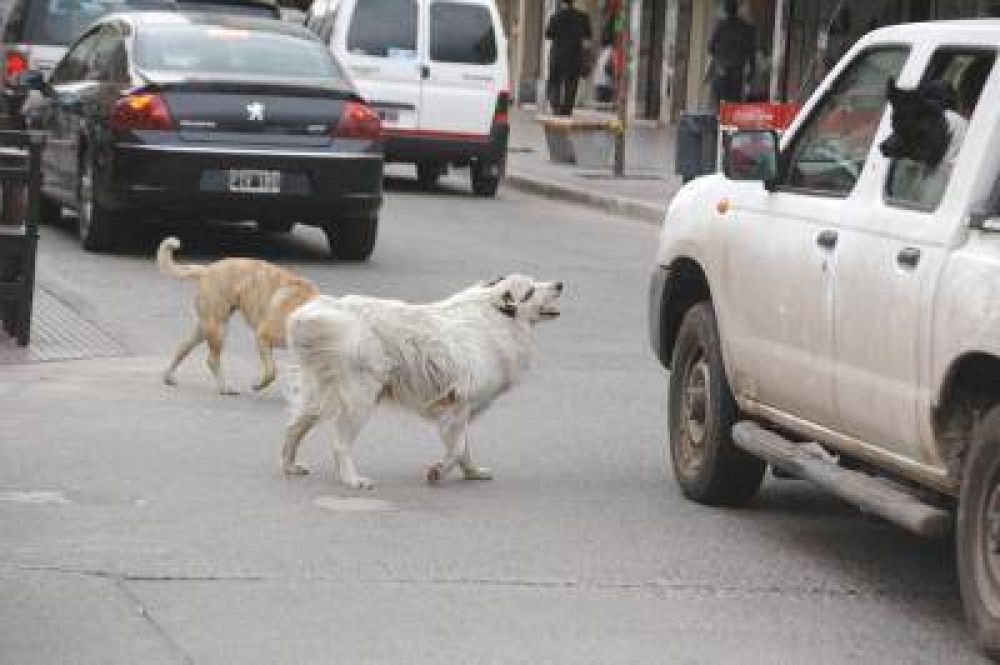 Demandan al Municipio por un accidente causado por un perro de la calle