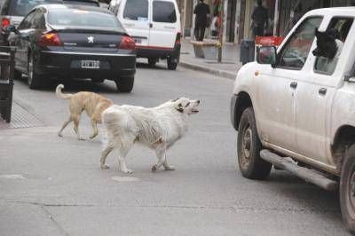 Demandan al Municipio por un accidente causado por un perro de la calle