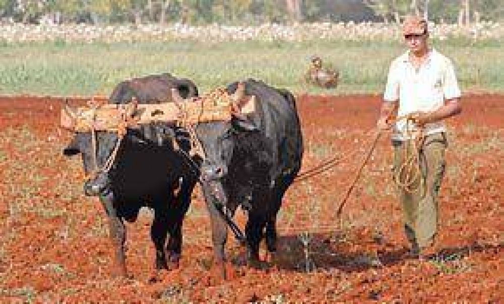 Cuba: problemas en el campo, un freno a los planes de Castro