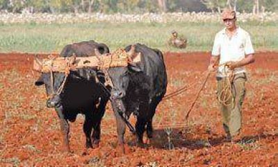 Cuba: problemas en el campo, un freno a los planes de Castro