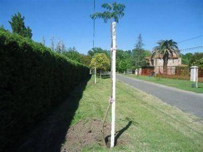 Concluyen la reforestaci�n del barrio Brigadier L�pez