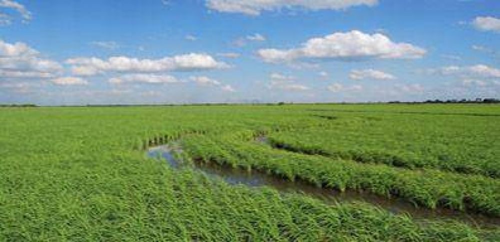 Buenas perspectivas del cultivo de arroz que en esta campa�a alcanzara casi nueve mil hect�reas