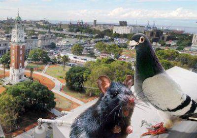 Plagas urbanas: quiero tener un mill�n de bichos
