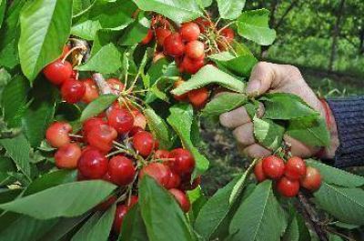 El granizo volvi� a castigar la fruta en R�o Colorado