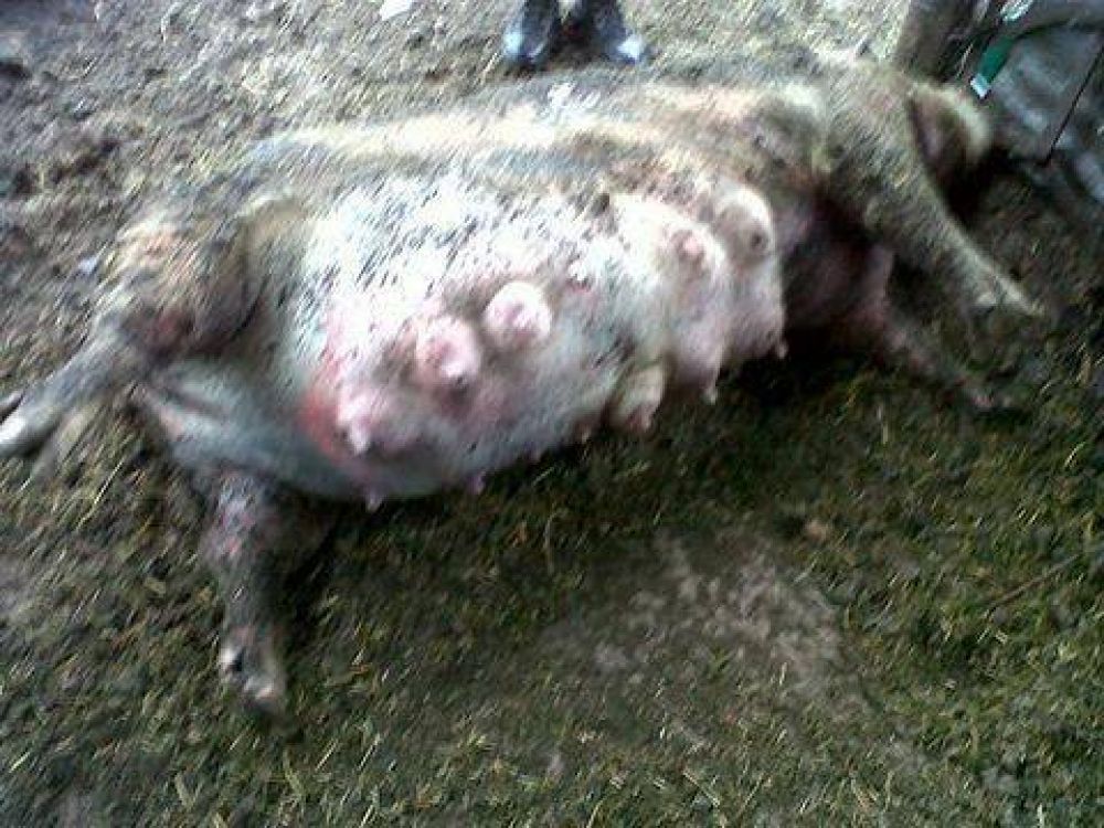 Roban animales por un valor estimable en diez mil pesos  