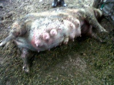 Roban animales por un valor estimable en diez mil pesos  