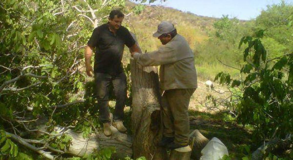 Concretan campa�a contra Carpocapsa y de injertaci�n 