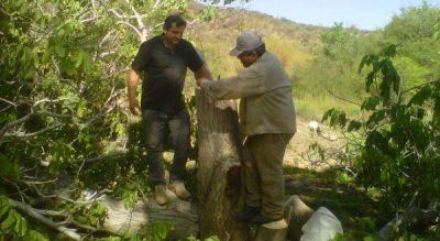 Concretan campa�a contra Carpocapsa y de injertaci�n 