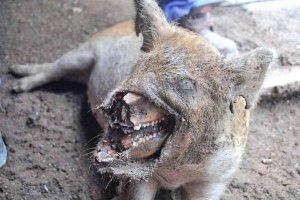 Animales de Sumampa sufren un extra�o ataque que asusta a la poblaci�n 